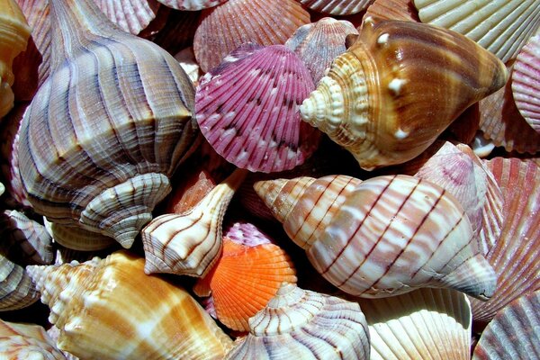 Paisagem conchas lembrança papel de parede