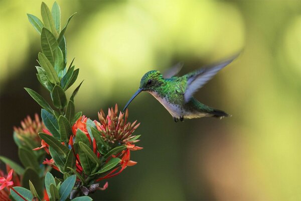 Bird flower hummingbird attacks