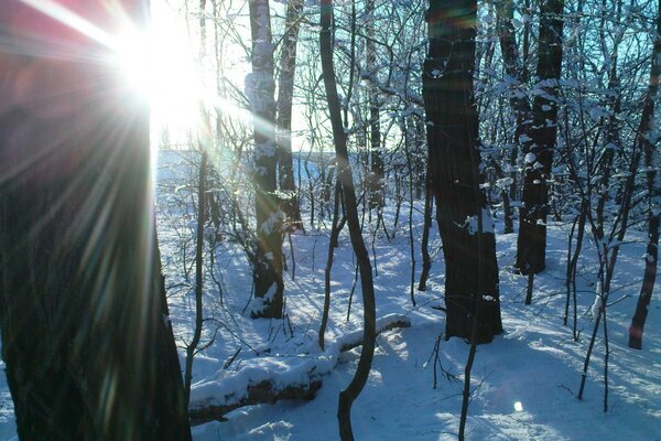 Hiver neige nature paysage