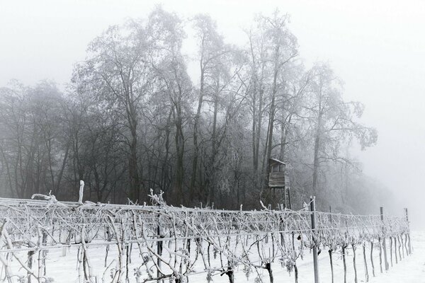 Winter gloomy bare trees