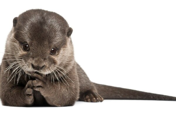 Brown shaggy baby sea otter