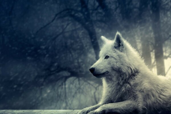 Fantastic white lone wolf