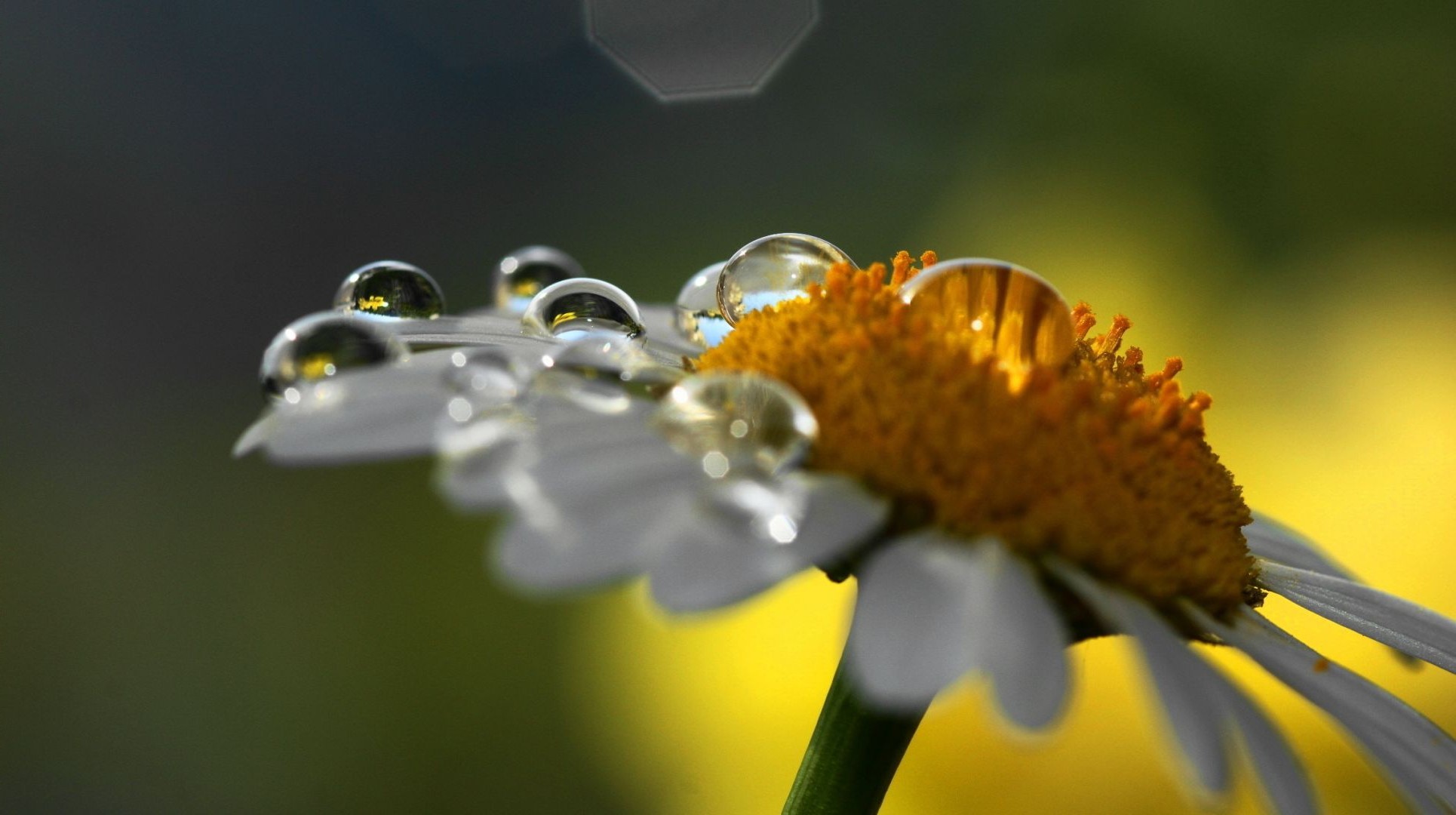 zbliżenie natura owad kwiat pszczoła flora zbliżenie ogród pyłek piękne lato kolor na zewnątrz miód