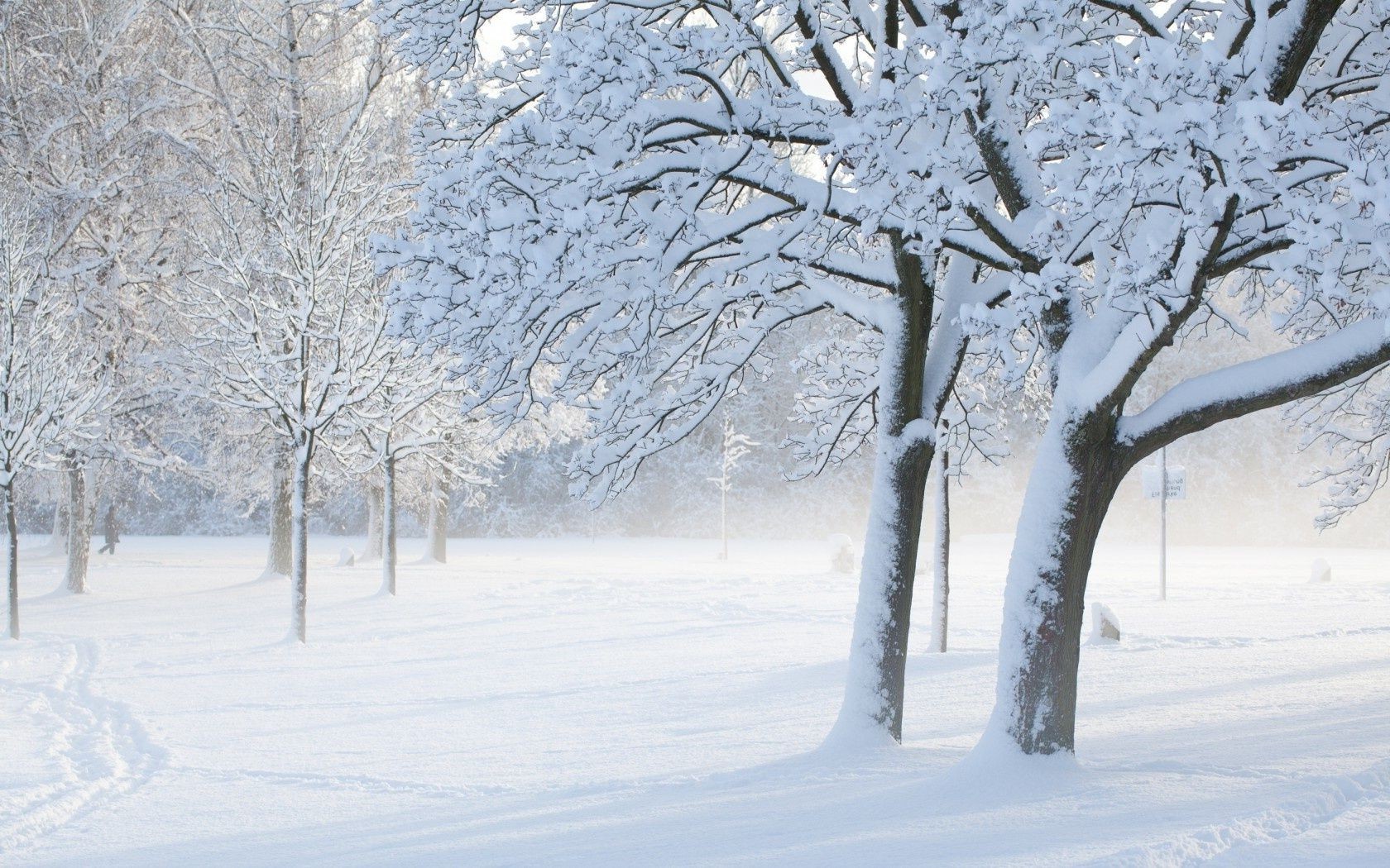 inverno neve gelo freddo congelato ghiaccio meteo albero stagione gelido tempesta di neve ramo nevoso paesaggio neve-bianco legno ghiacciato scena scenico