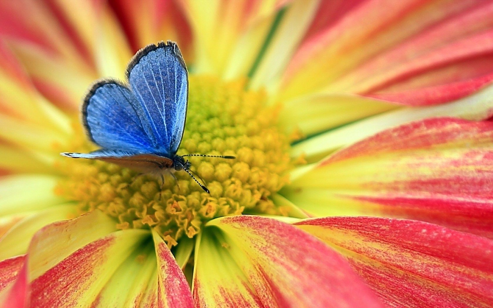 borboleta natureza flor verão brilhante jardim flora cor pétala floral pólen bonita folha delicado close-up blooming bonito