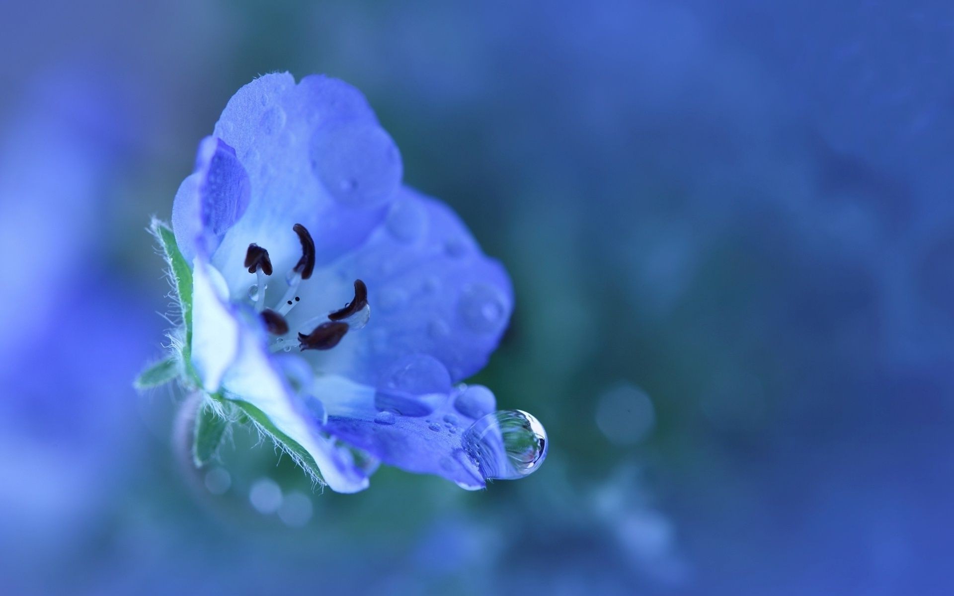 flowers flower nature blur leaf flora outdoors summer garden color delicate dof growth bright petal dew