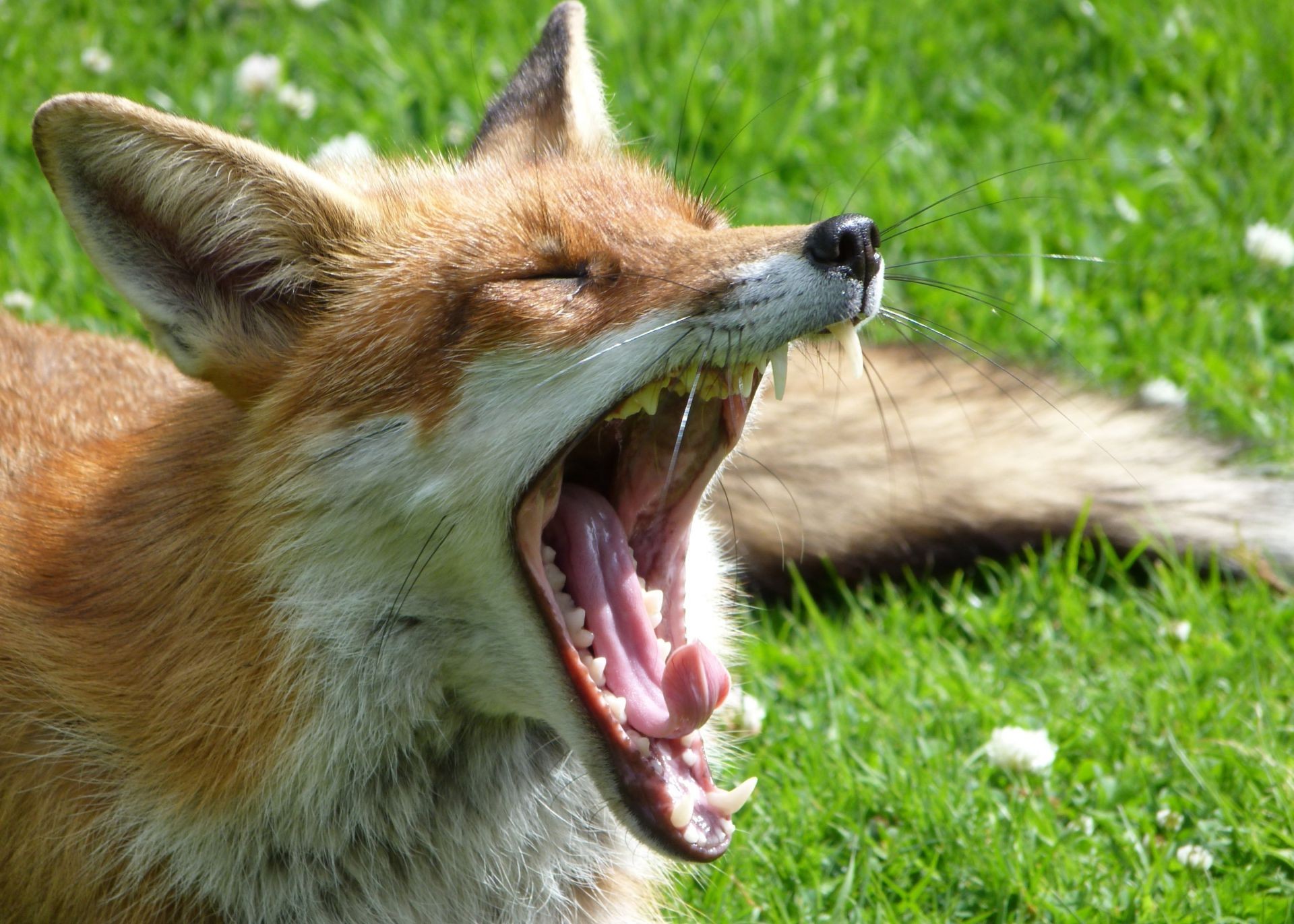 fox mammal animal wildlife canine grass dog fur wild nature cute predator young portrait nose zoo looking