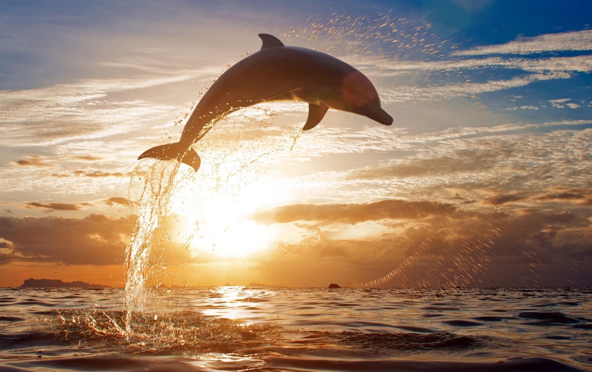 animals water sunset ocean dawn sea sun sky beach