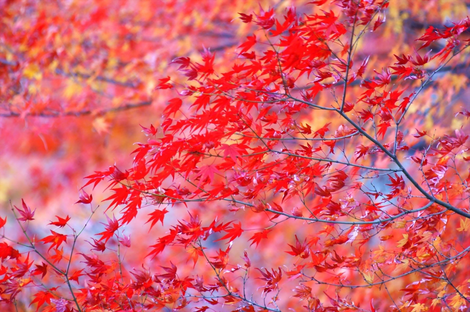 feuilles automne feuille saison érable nature lumineux flore arbre branche couleur parc extérieur lumineux croissance beau temps bois jardin