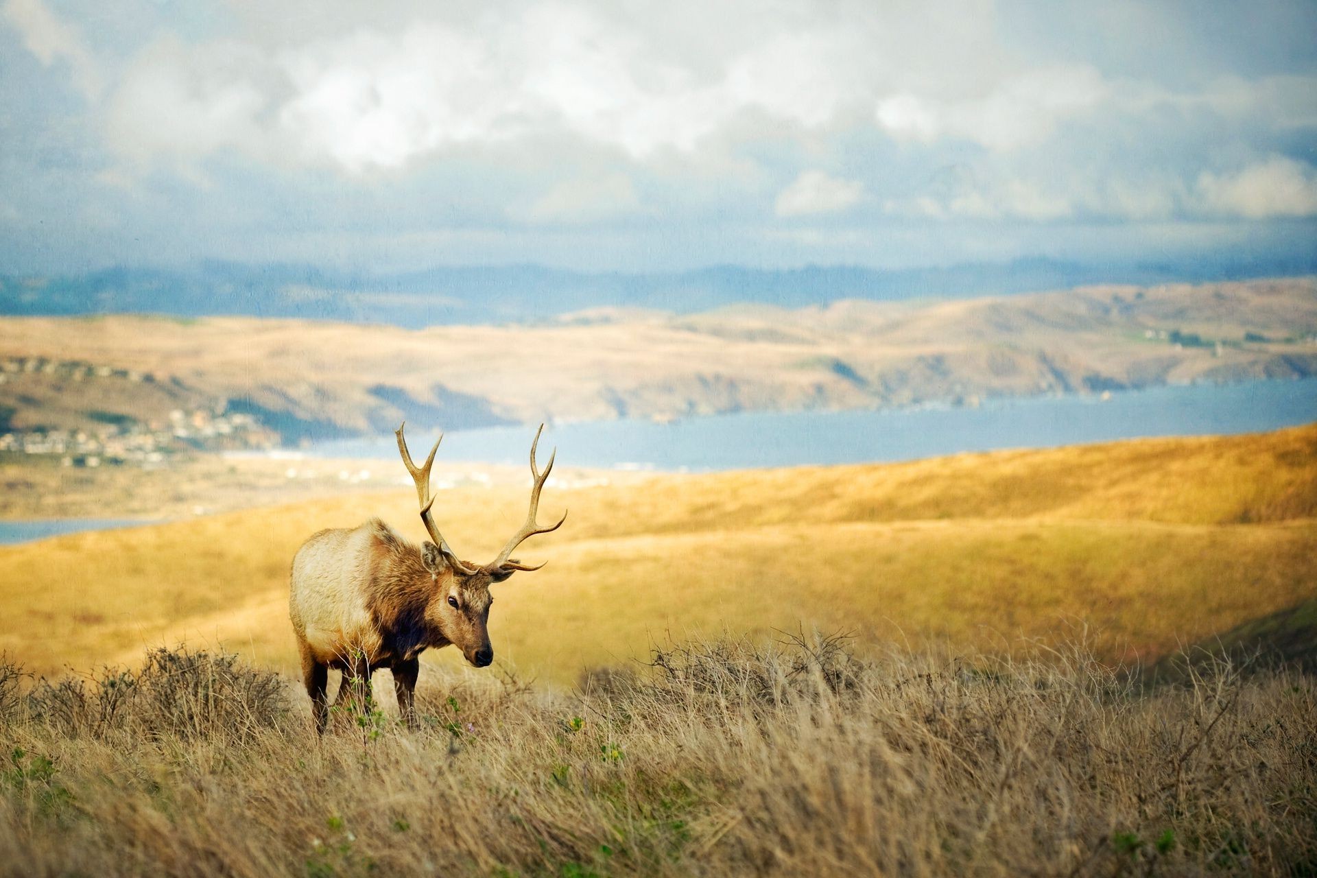 deer sky outdoors mammal grass landscape travel nature