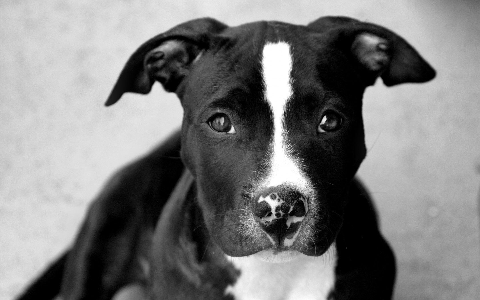 chien chien portrait mammifère cynologue animal de compagnie animal unique mignon monochrome chiot terrier