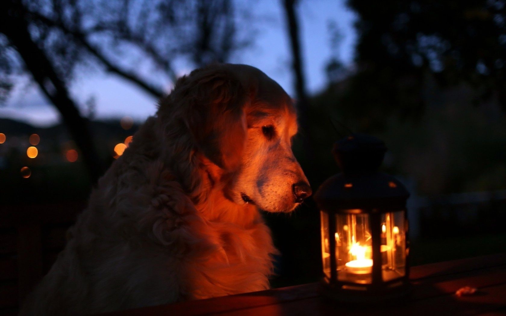 cães chama retrato sozinho cão luz adulto mamífero festival