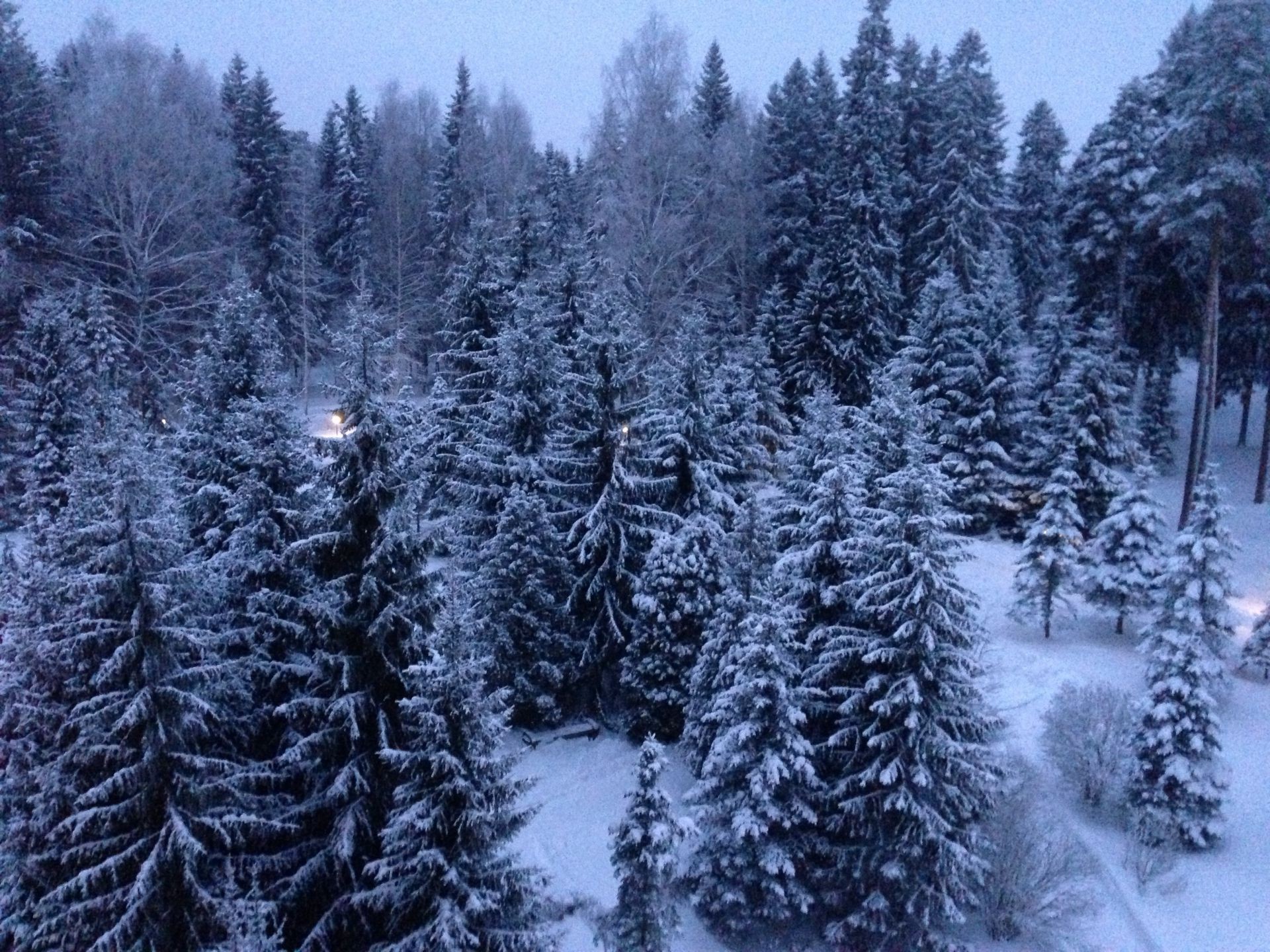 inverno neve geada frio madeira evergreen congelado coníferas árvore temporada abeto abeto gelo pinho paisagem cênica natureza tempo