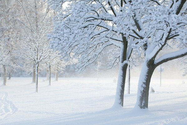 Árboles cubiertos de nieve en invierno