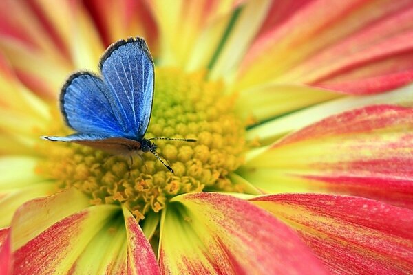 Die Mitte der Blume, auf die sich der blaue Schmetterling gesetzt hat