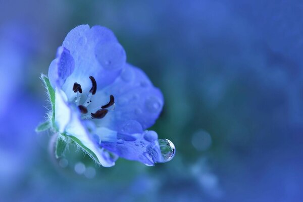 Delicate blue flower with a drop of dew