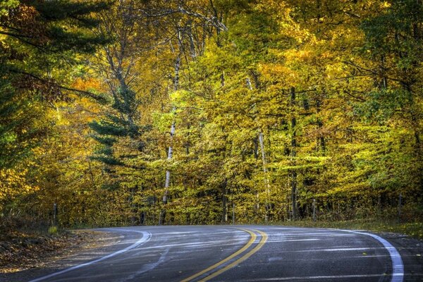 Autumn Road. Fogliame giallo