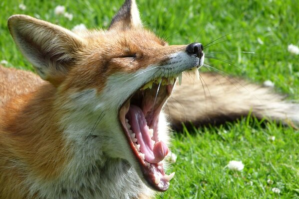 Der Fuchs gähnt auf dem Rasen liegend