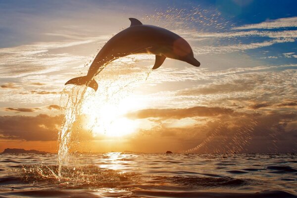 Delphin, der bei Sonnenuntergang aus dem Wasser springt