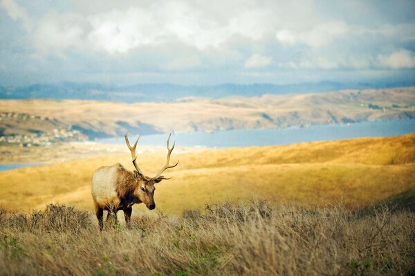 A huge deer stands in the middle of the field