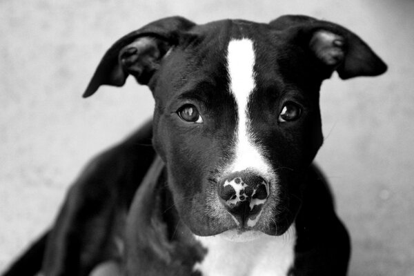 Großer schwarzer Hund schaut in die Augen