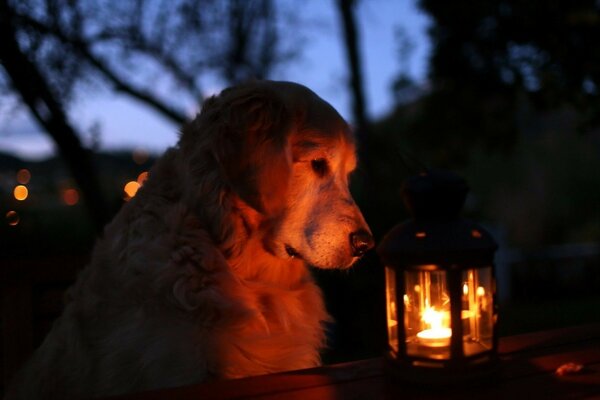 A white dog looks at a lamp