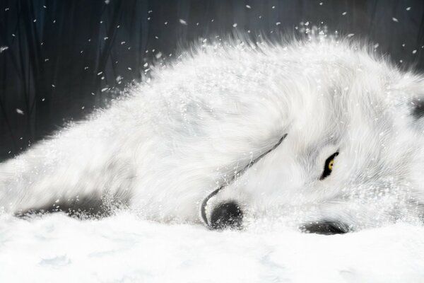 El lobo blanco yace en la nieve