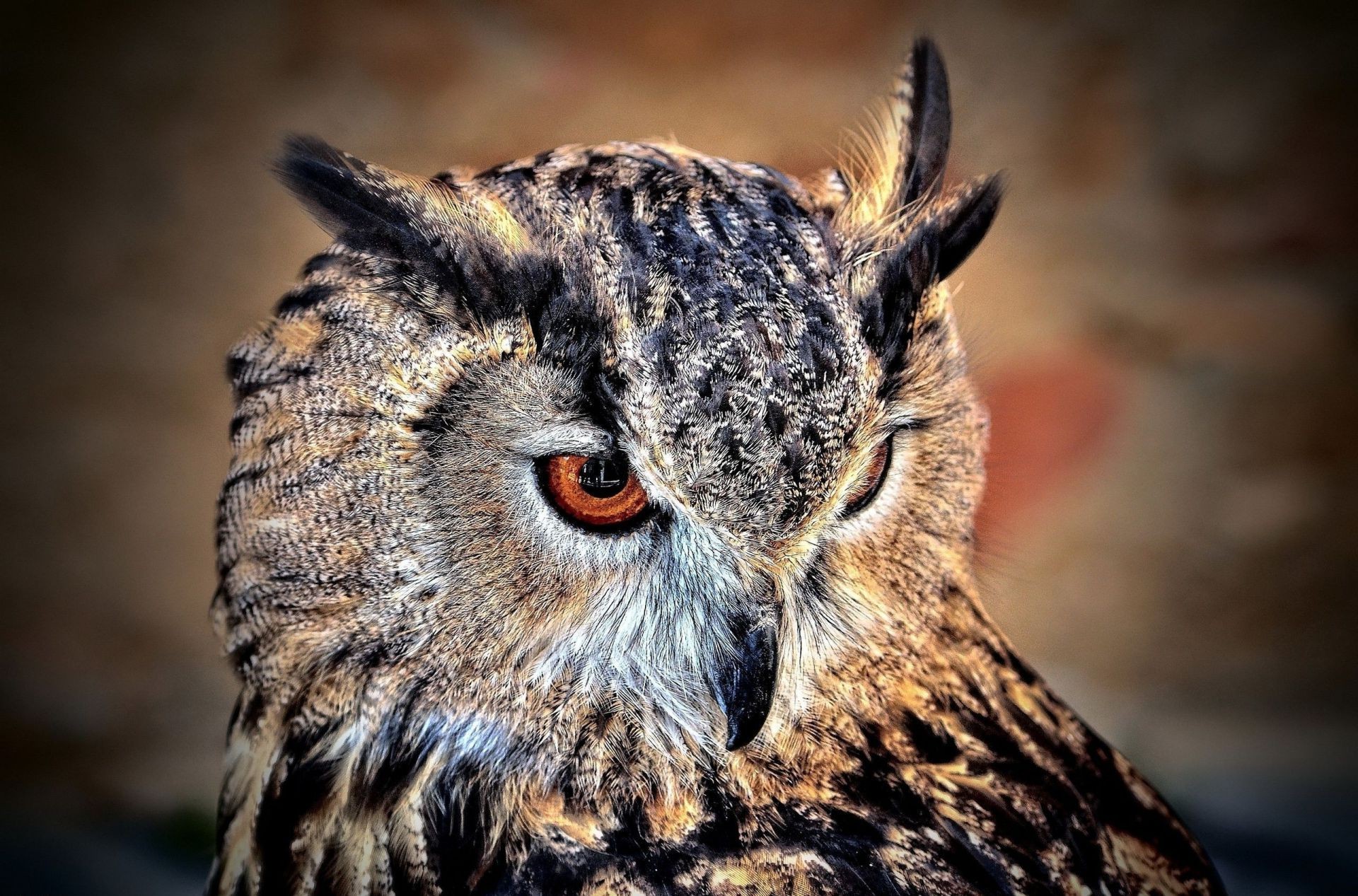 animales vida silvestre búho raptor depredador naturaleza animal pájaro retrato salvaje presa mamífero cazador al aire libre ojo mirando viendo carnívoro nocturno