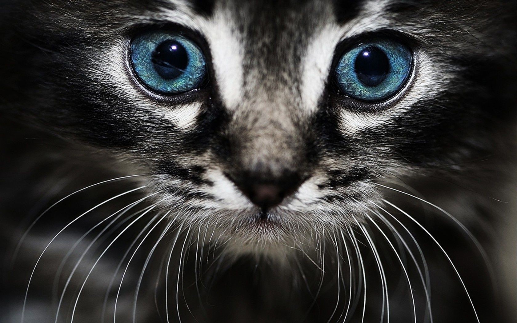 chat portrait mammifère animal chat oeil fourrure mignon animal de compagnie la faune visage aperçu jeune unique zoo