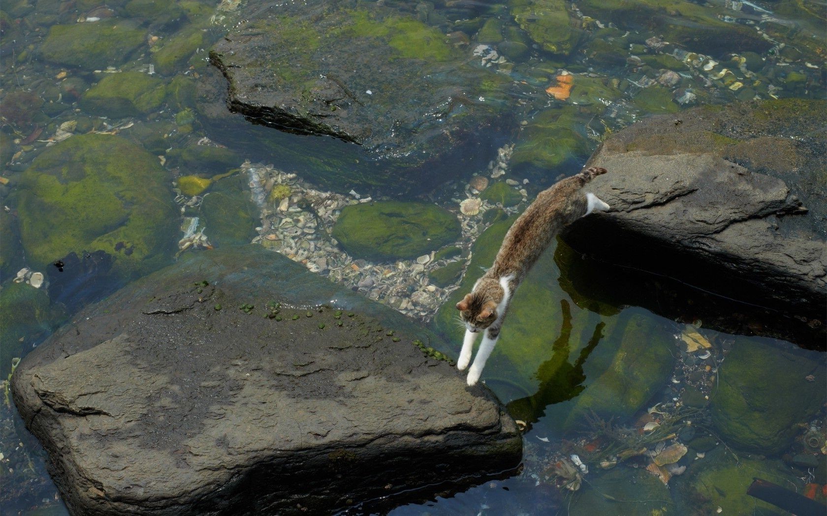 koty woda rzeka na zewnątrz jezioro rock podróże krajobraz basen światło dzienne strumień natura ptak ryby