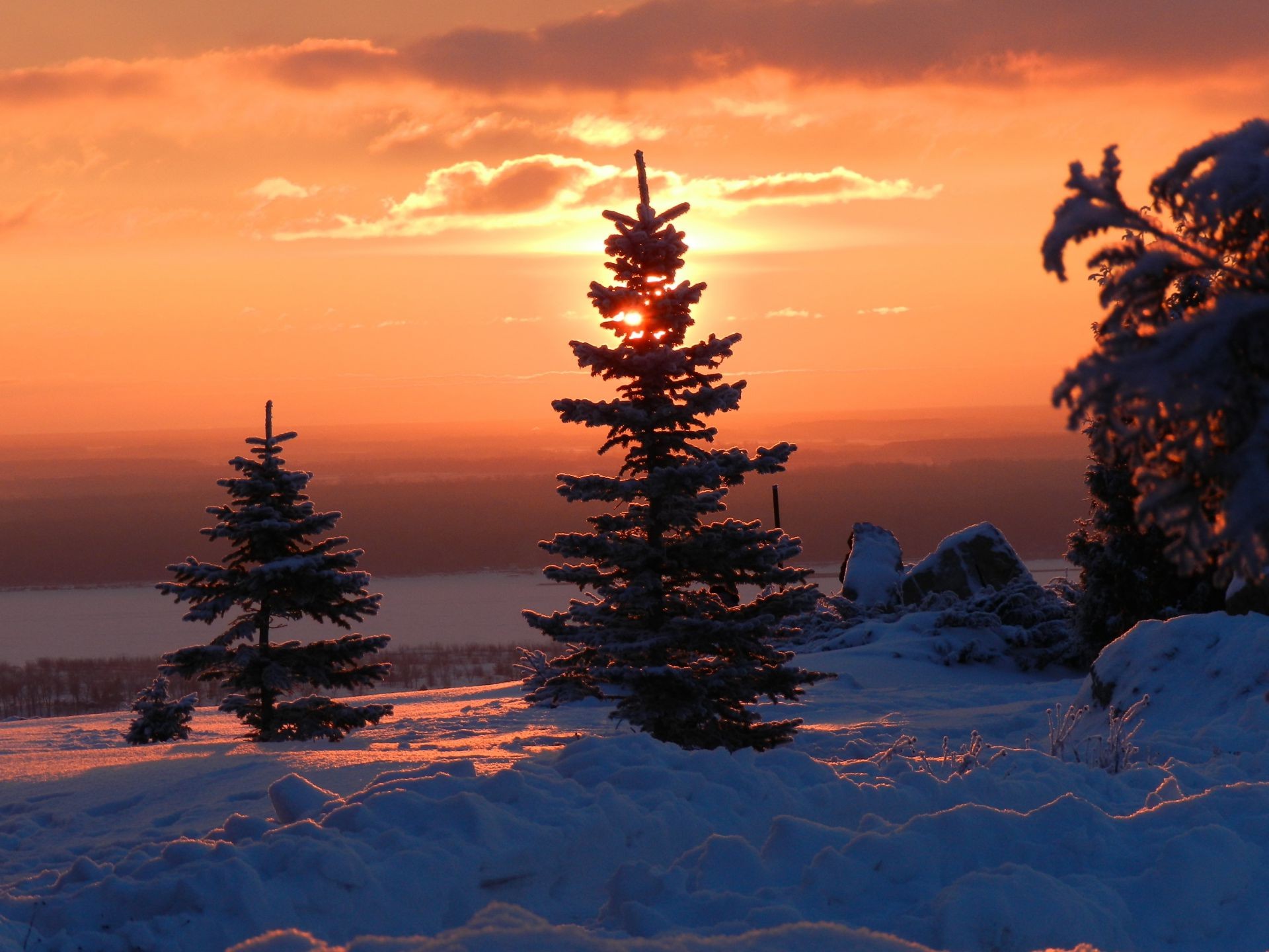 inverno neve albero alba tramonto evergreen paesaggio sera natale pino