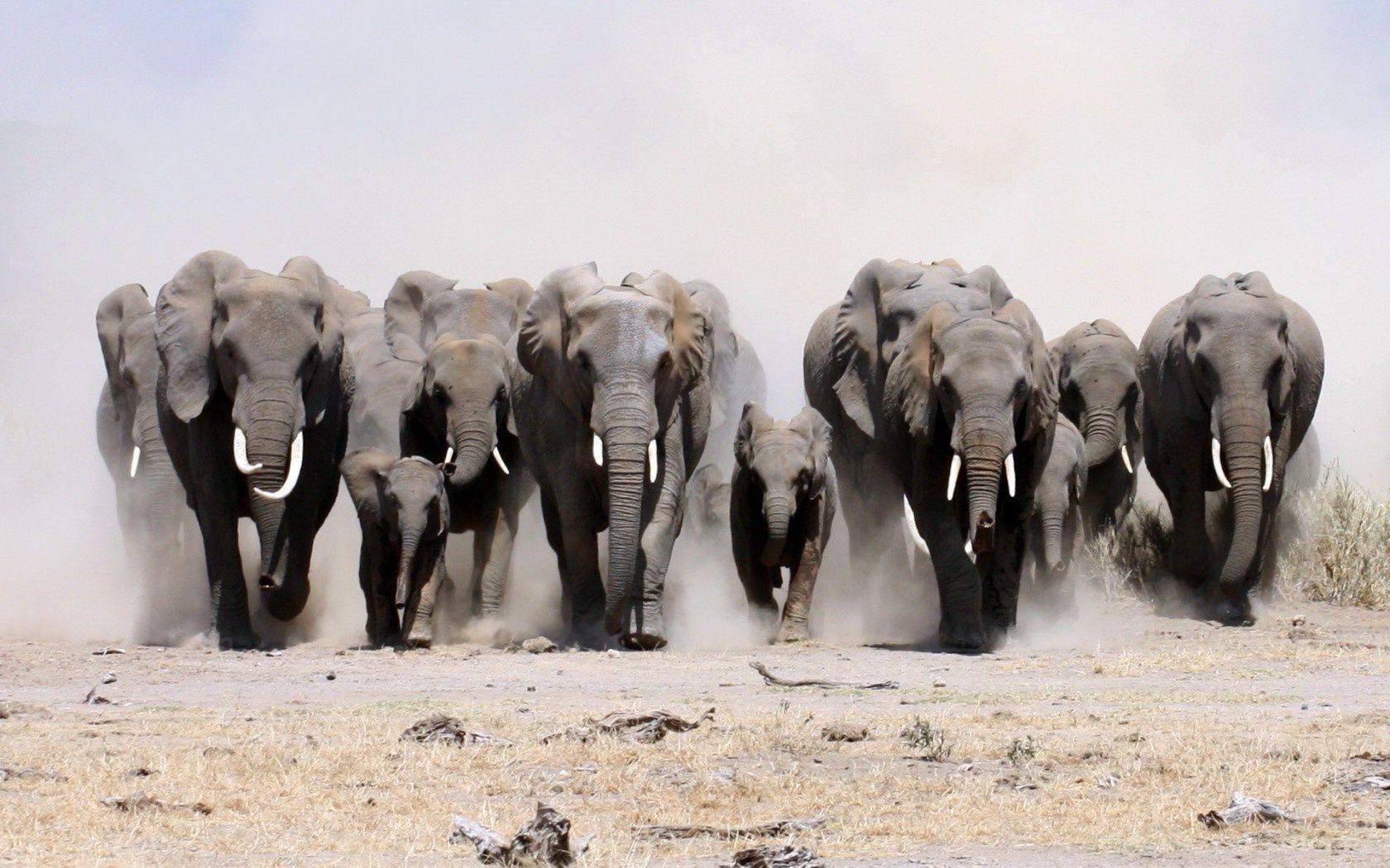 elefantes mamífero elefante vida selvagem animal rebanho natureza viajar ao ar livre safari tronco selvagem gato