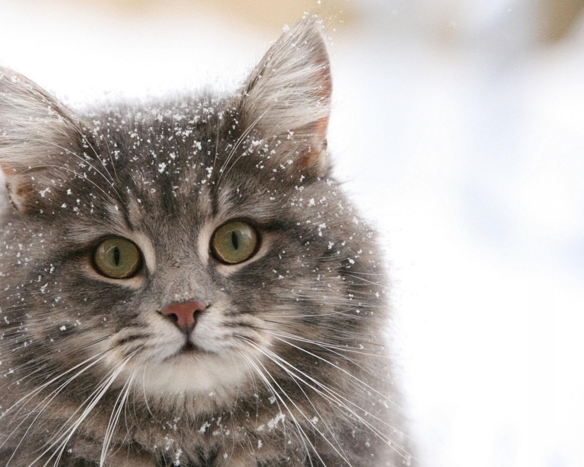 katze katze tier kätzchen fell niedlich haustier auge inländische porträt jung säugetier schnurrbart liebenswert flaumig tabby flauschig wenig haare anzeigen suchen