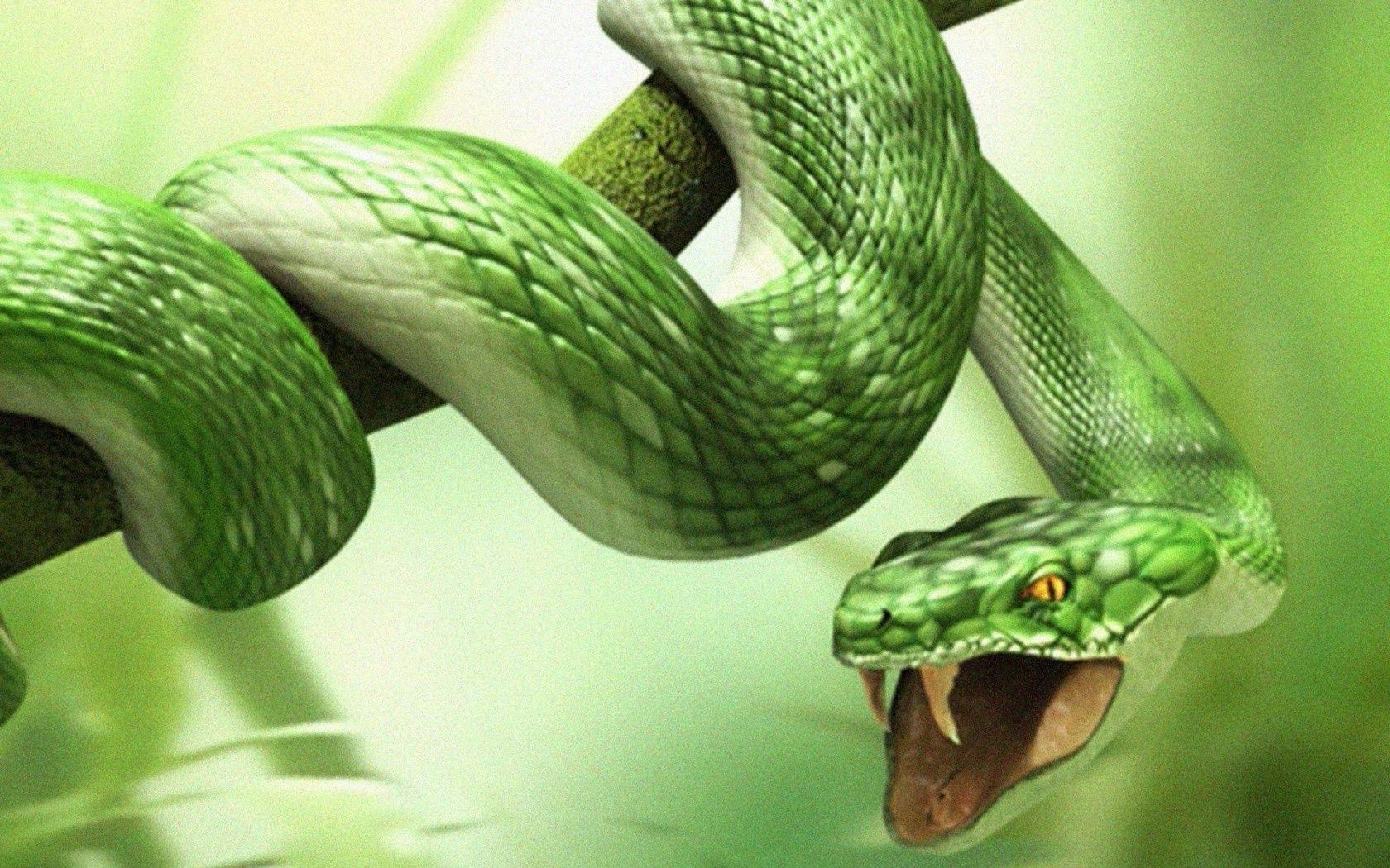 animaux serpent gazebo la nature la faune animal python viper exotique boa venin bureau poison biologie peau danger couleur zoologie feuille tropical