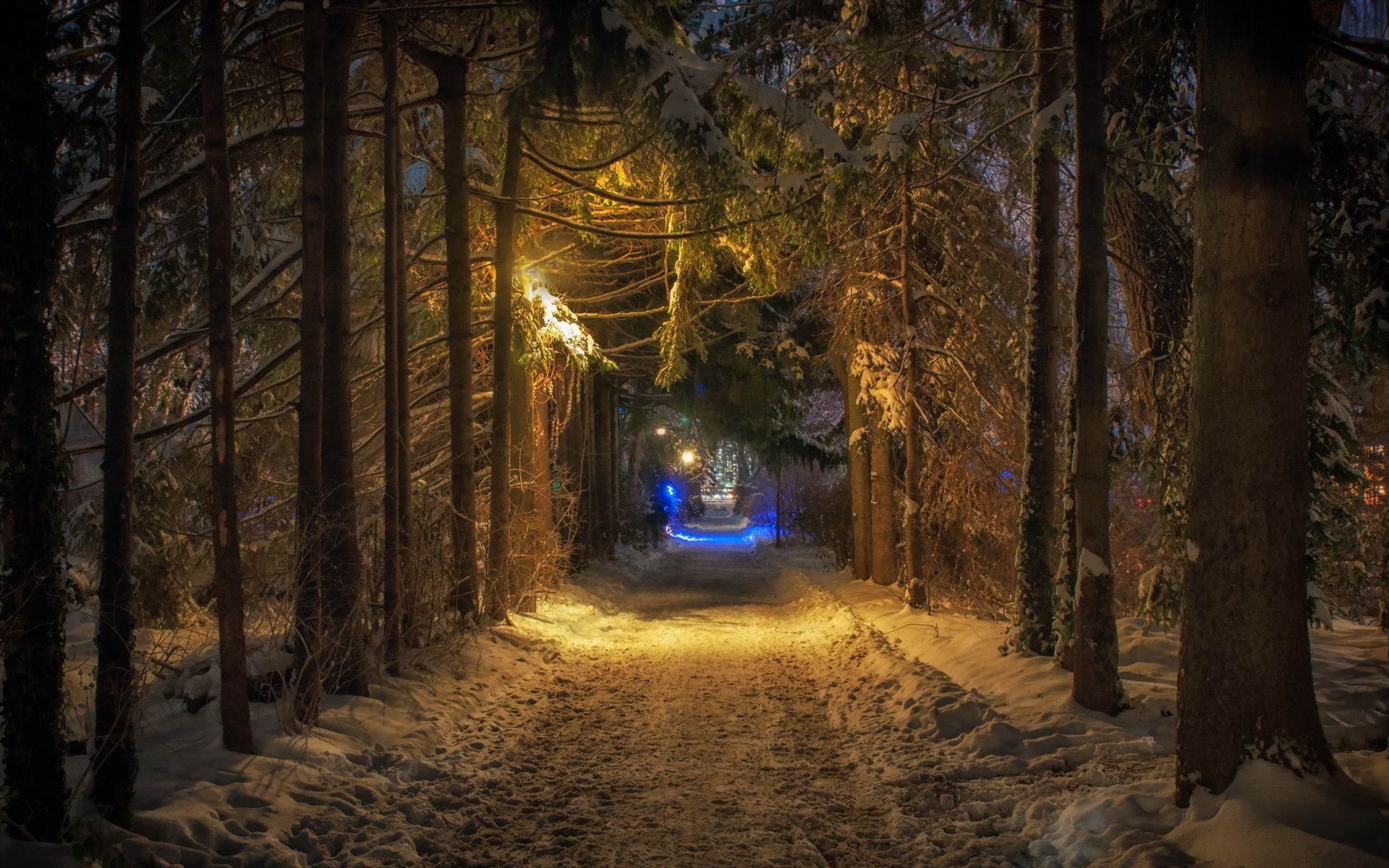 inverno luce albero ombra paesaggio legno strada alba viaggi scuro sera neve