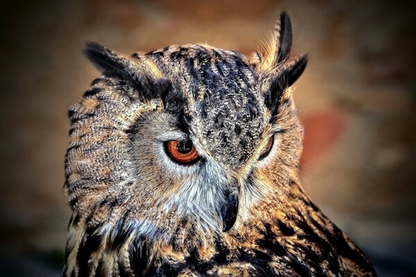 A learned owl looks out for prey for dinner