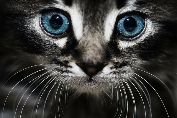 Linda cara de gatito de ojos azules