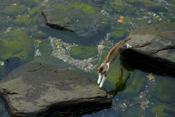 A traveler cat walks on the rocks on the river