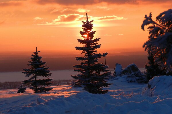 Winter fir trees at sunset