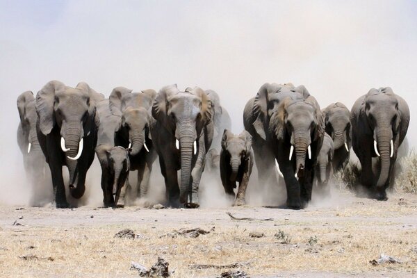 Un puissant troupeau d éléphants d Afrique