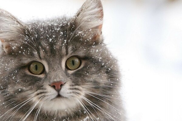 Peludo gato de piel en la nieve