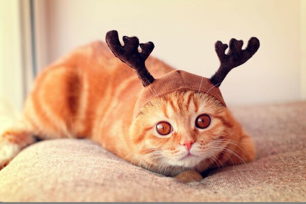 Portrait of a cat in a cap with moose horns