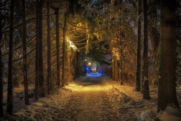 Luz mágica en el bosque de invierno