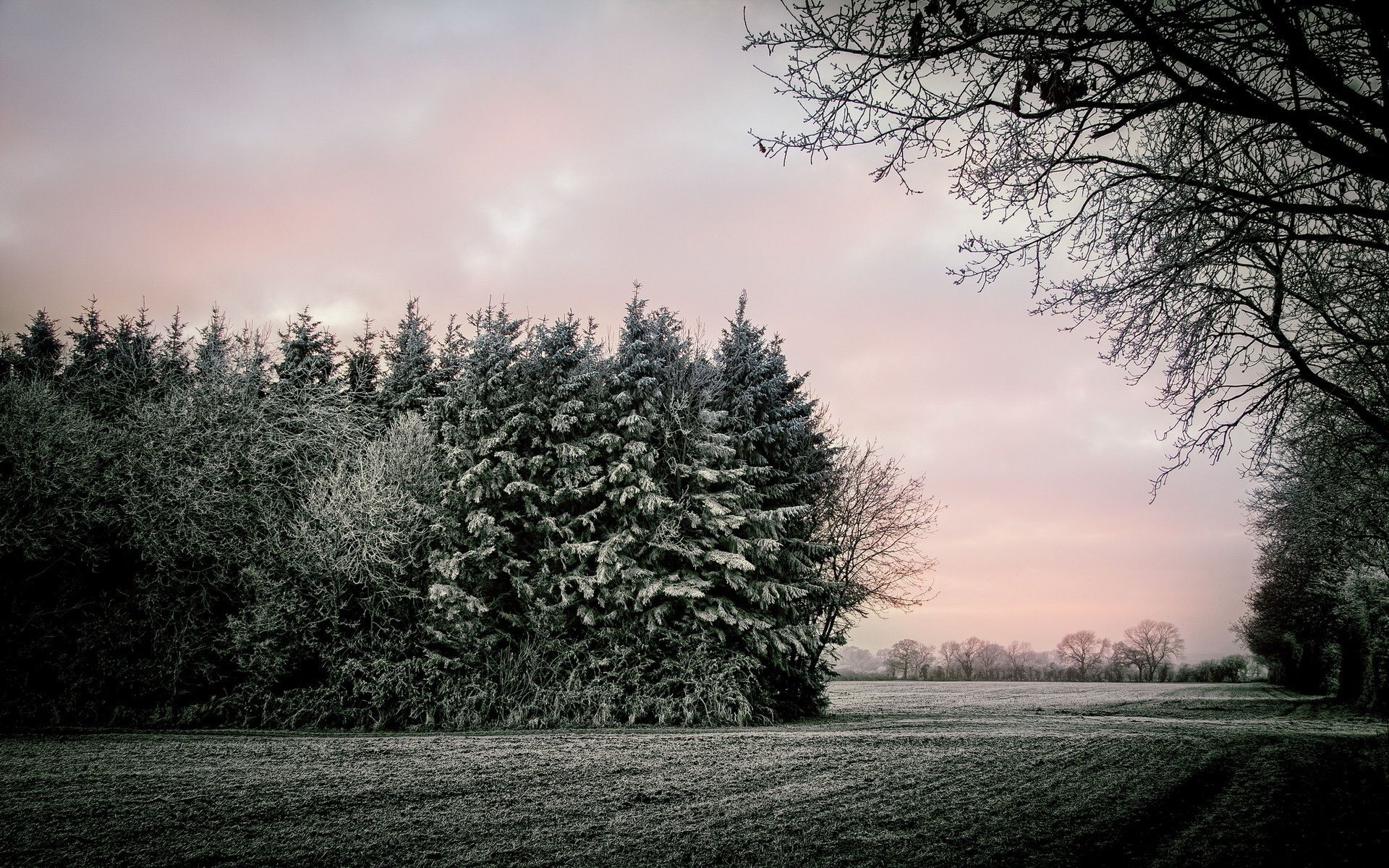 inverno albero nebbia paesaggio alba nebbia legno natura neve autunno