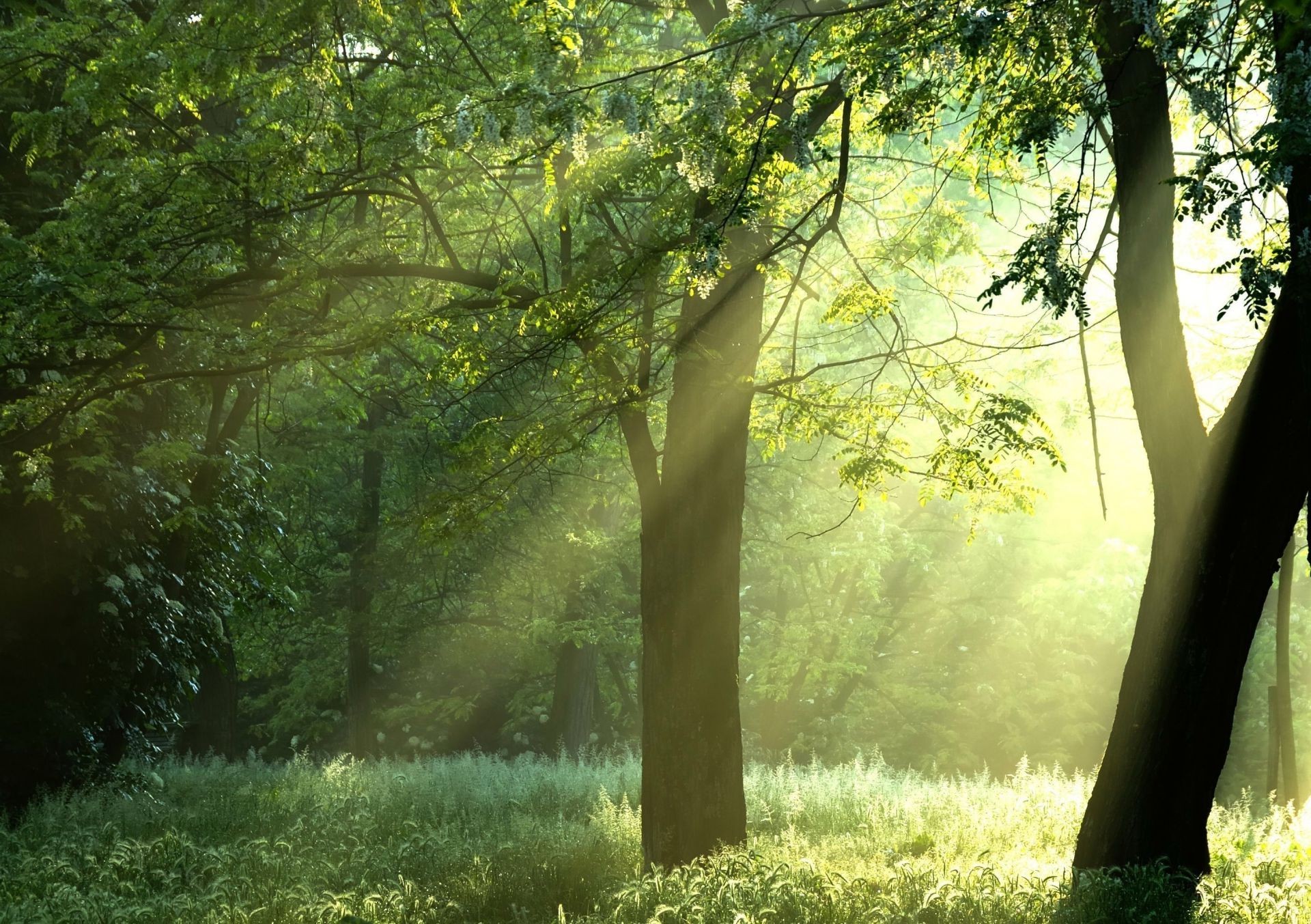 bosque árbol madera paisaje parque hoja niebla naturaleza niebla otoño amanecer sol buen tiempo hierba exuberante al aire libre medio ambiente luz verano escénico