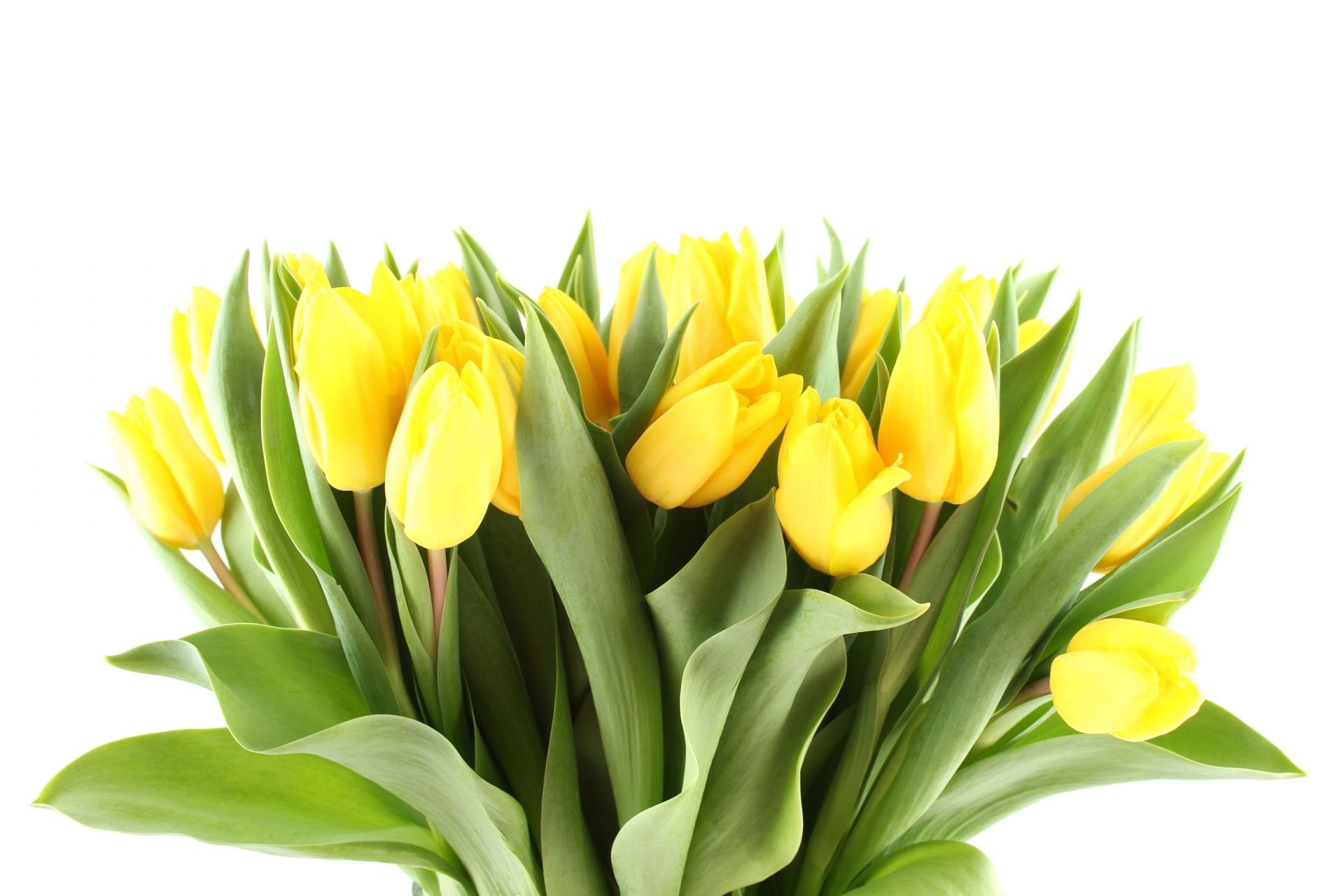 a bouquet of flowers nature leaf flora easter bouquet isolated flower tulip floral summer bright garden