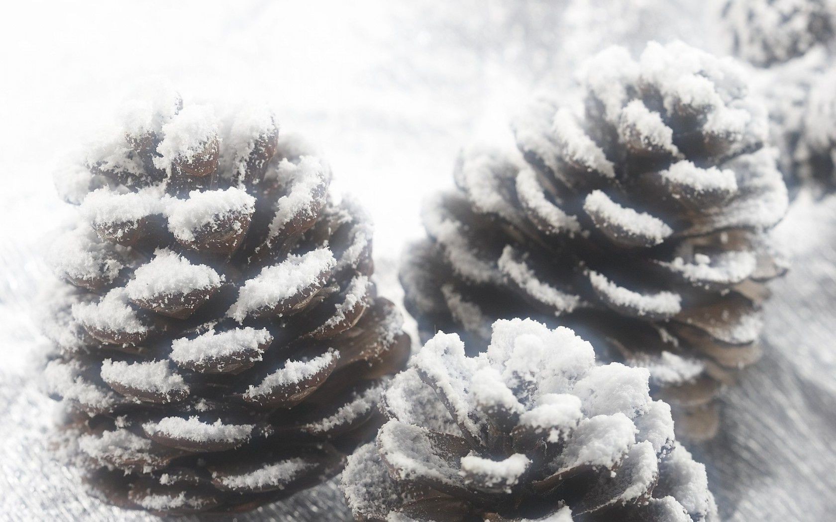 hiver neige gel froid noël congelé pin arbre glace nature à l extérieur météo saison evergreen bois conifères sapin flocon de neige