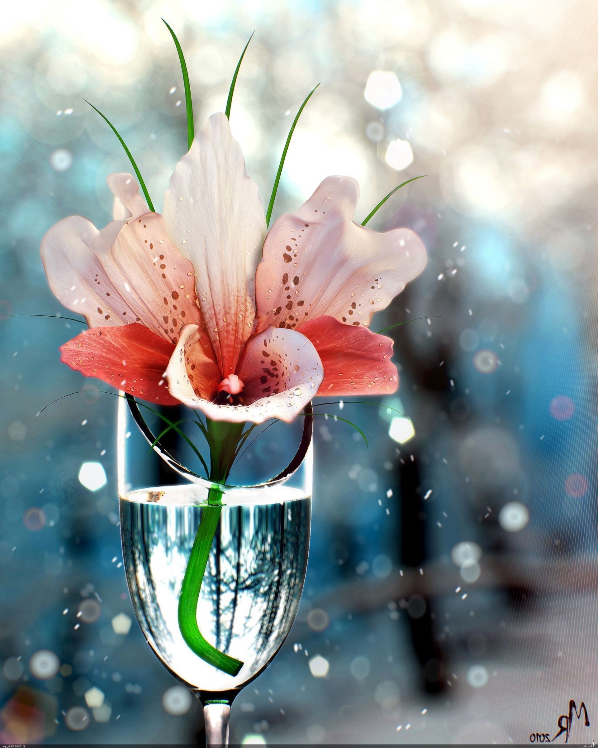 flowers flower nature flora romantic summer bright romance drop color water leaf desktop wet elegant