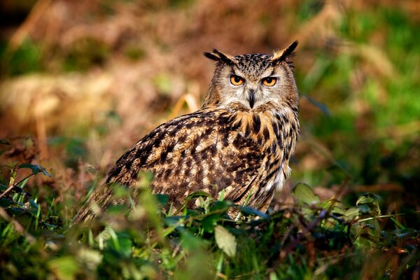 Photo de hibou dans la nature