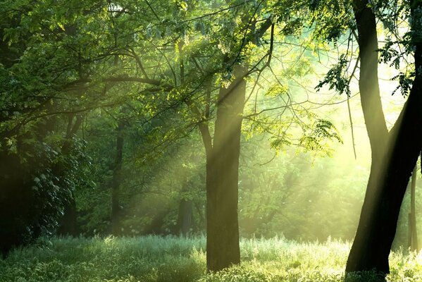 Alberi nella foresta. Paesaggio. Parco